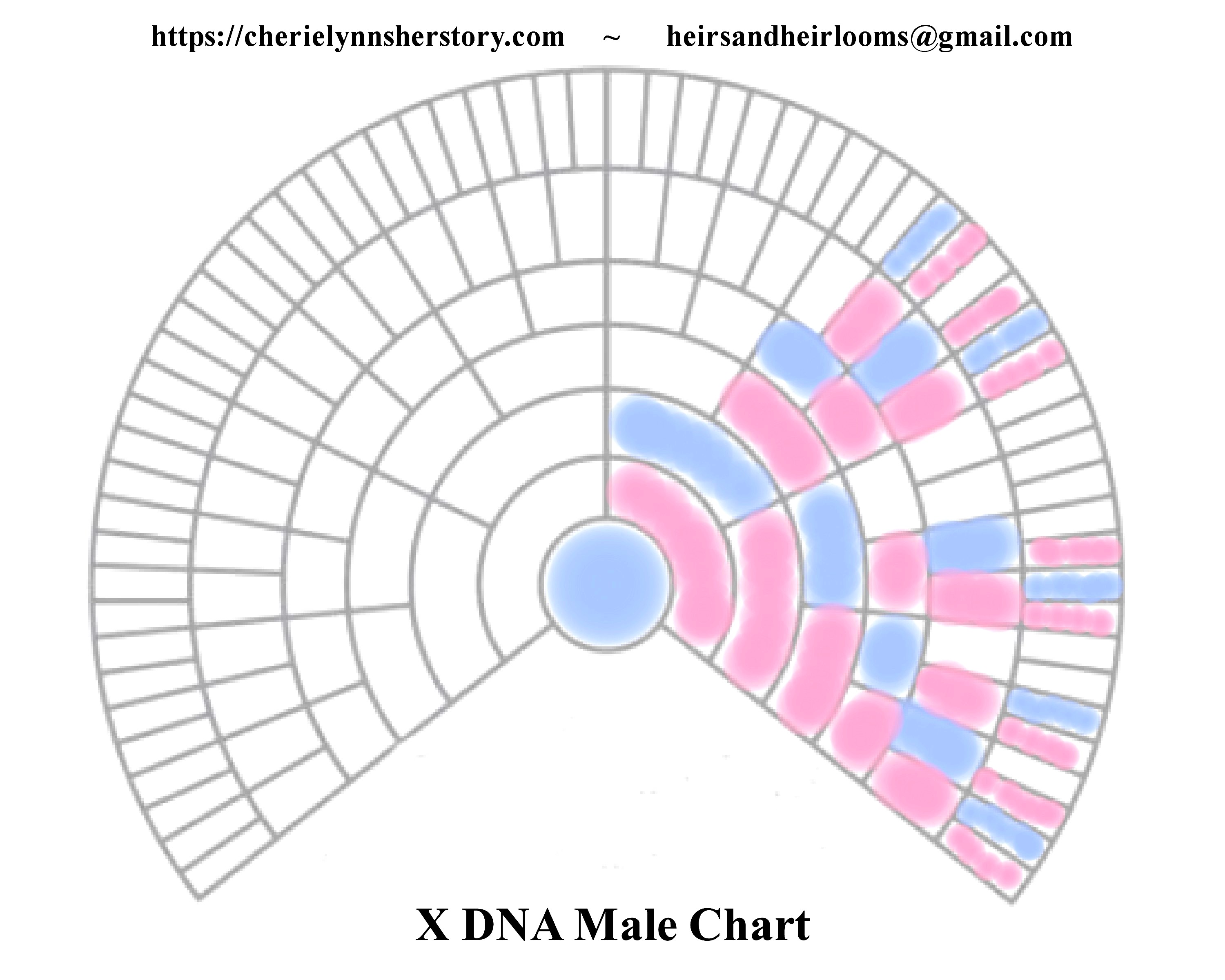 X Dna Fan Chart